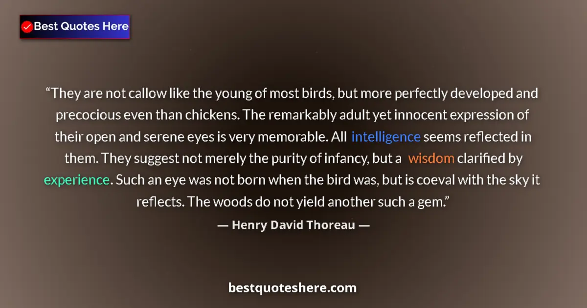 Henry David Thoreau Quote: "They are not callow like the young of most birds, but more..." Henry David Thoreau quote: "They are not callow like the young of most birds, but more..."