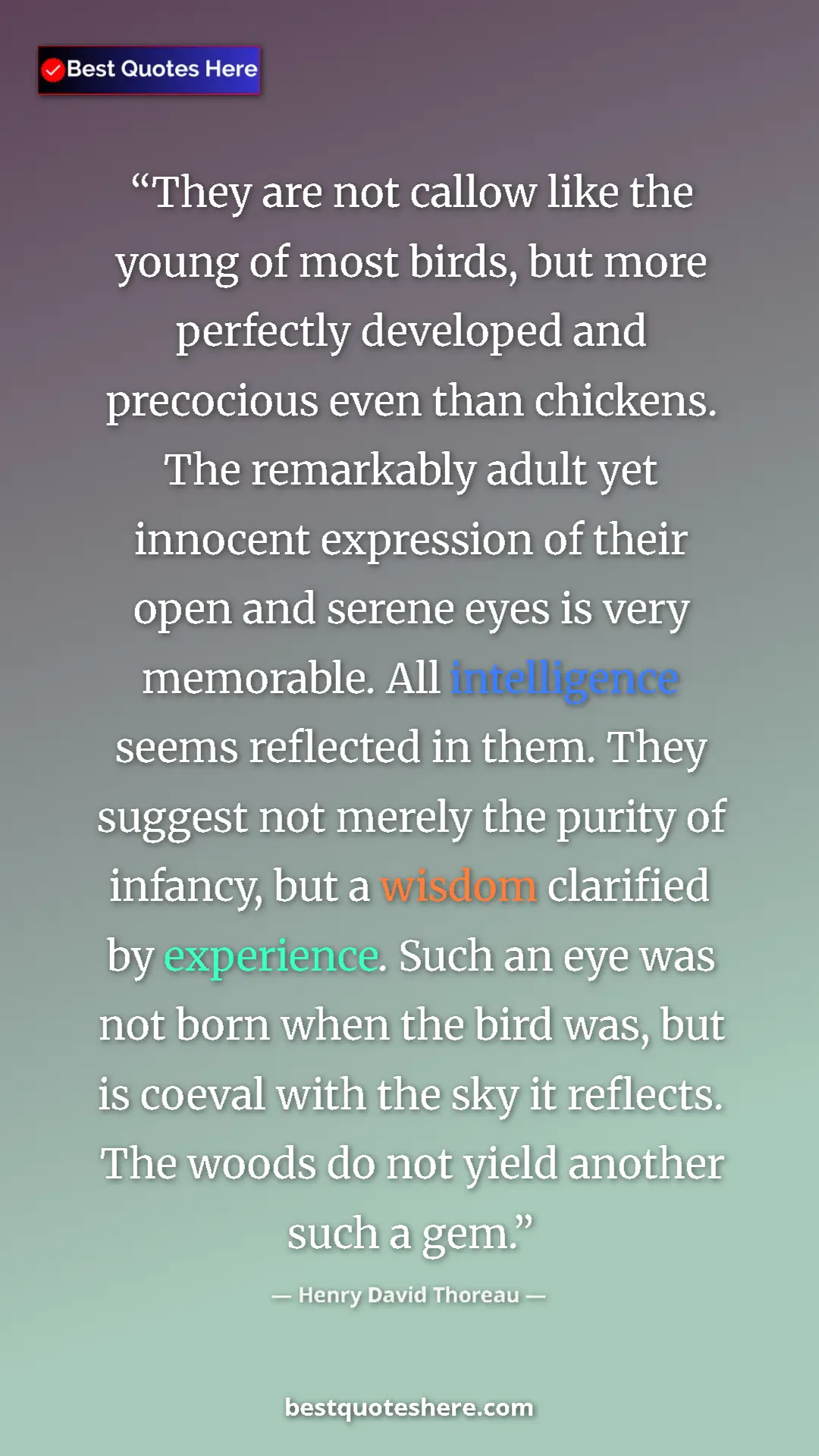 Henry David Thoreau Quote Card: "They are not callow like the young of most birds, but more..." Pinterest quote poster by Henry David Thoreau: "They are not callow like the young of most birds, but more..."