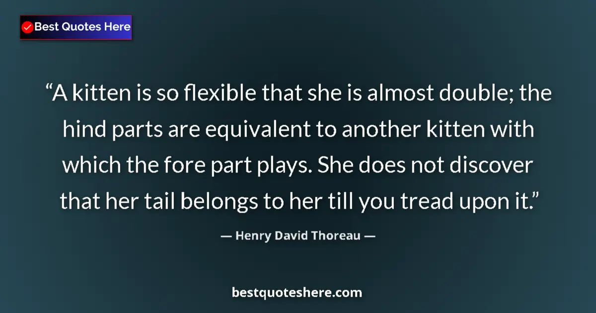 Henry David Thoreau quote: "A kitten is so flexible that she is almost double; the hind..."