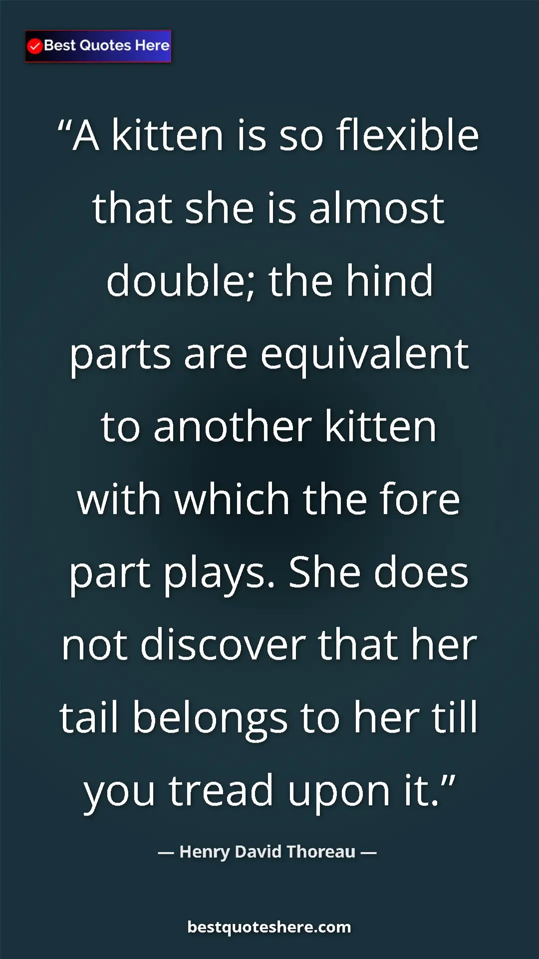 Pinterest quote poster by Henry David Thoreau: "A kitten is so flexible that she is almost double; the hind..."