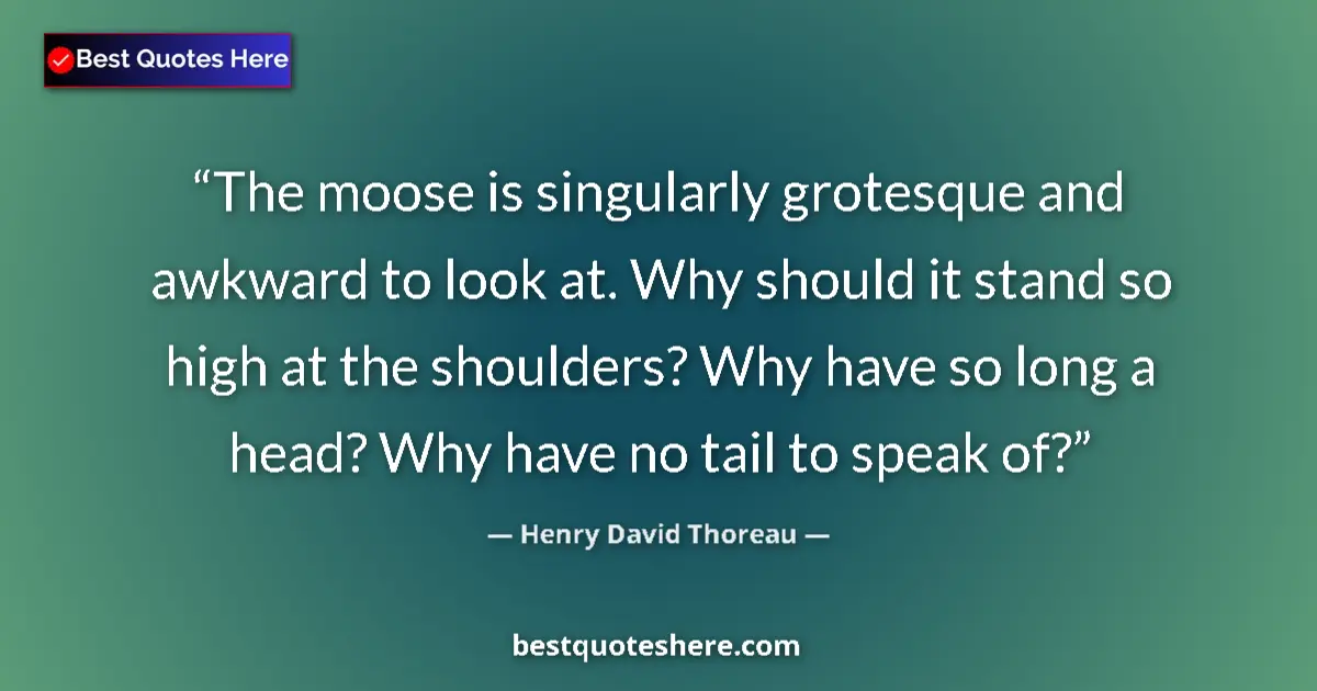 Quote by Henry David Thoreau: The moose is singularly grotesque and awkward to look at. Why should it stand so high at the shoulde...