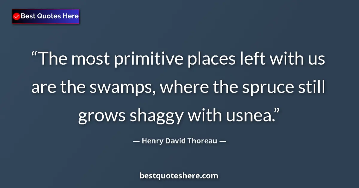 Quote by Henry David Thoreau: The most primitive places left with us are the swamps, where the spruce still grows shaggy with usne...