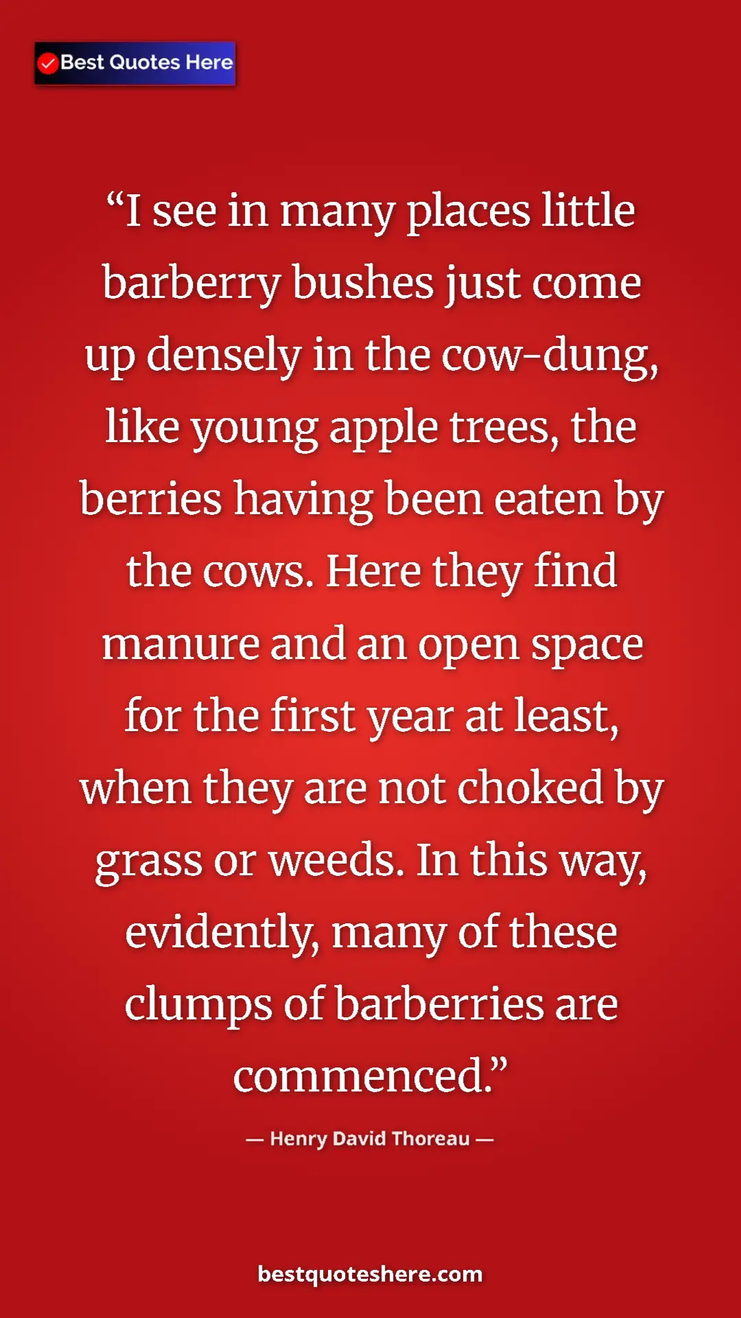 Henry David Thoreau Quote Card: "I see in many places little barberry bushes just come up..." Pinterest quote poster by Henry David Thoreau: "I see in many places little barberry bushes just come up..."