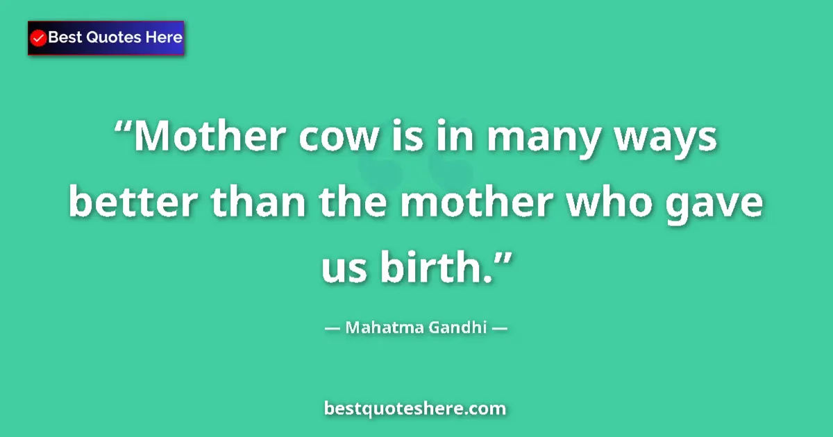 Quote by Mahatma Gandhi: Mother cow is in many ways better than the mother who gave us birth....