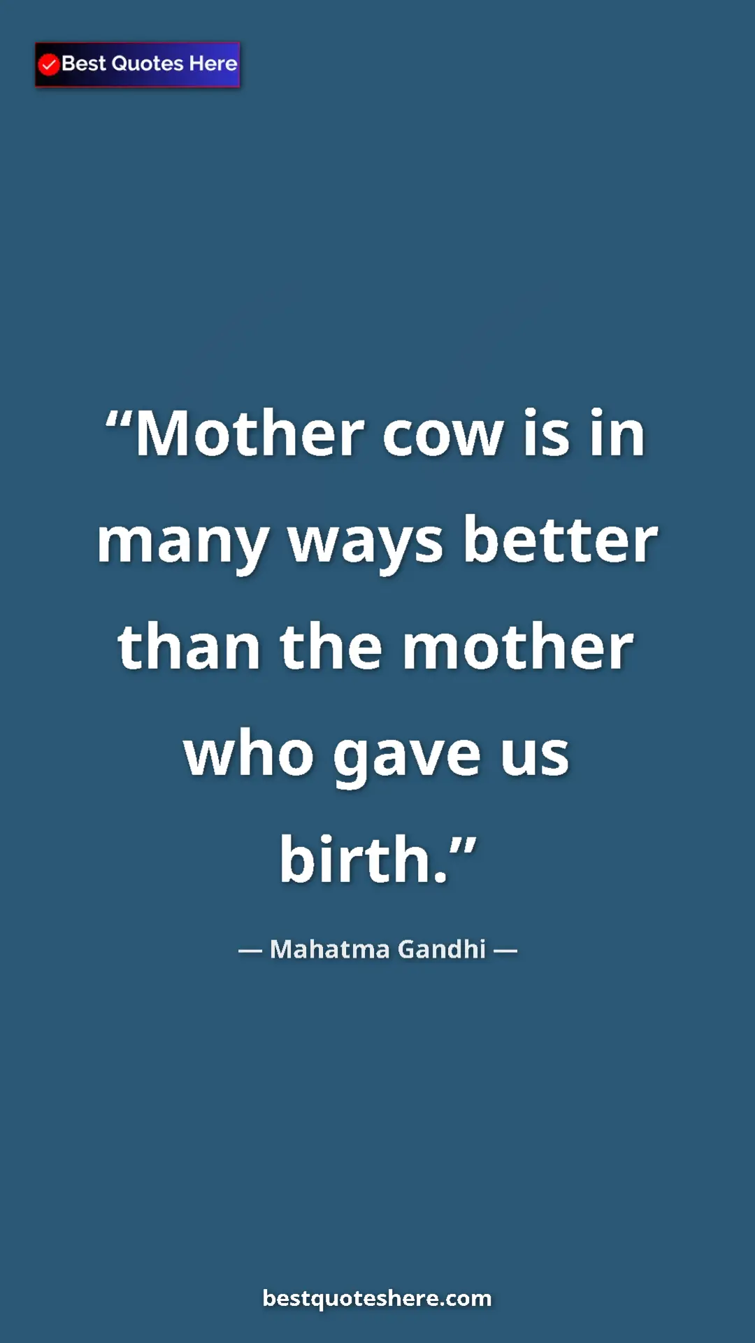 Mahatma Gandhi Quote Card: "Mother cow is in many ways better than the mother who gave..." Pinterest quote poster by Mahatma Gandhi: "Mother cow is in many ways better than the mother who gave..."