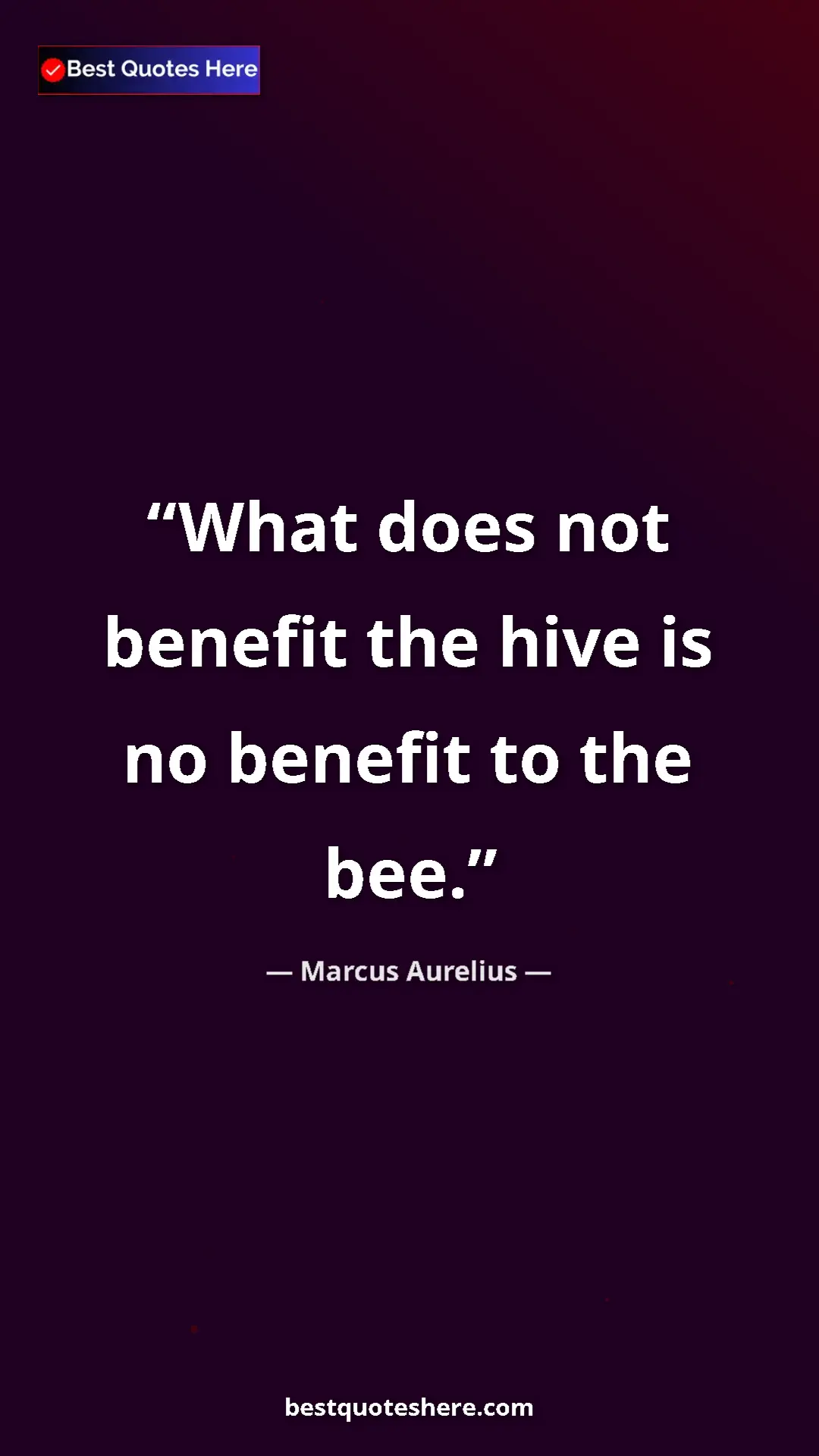 Pinterest quote poster by Marcus Aurelius: "What does not benefit the hive is no benefit to the bee."