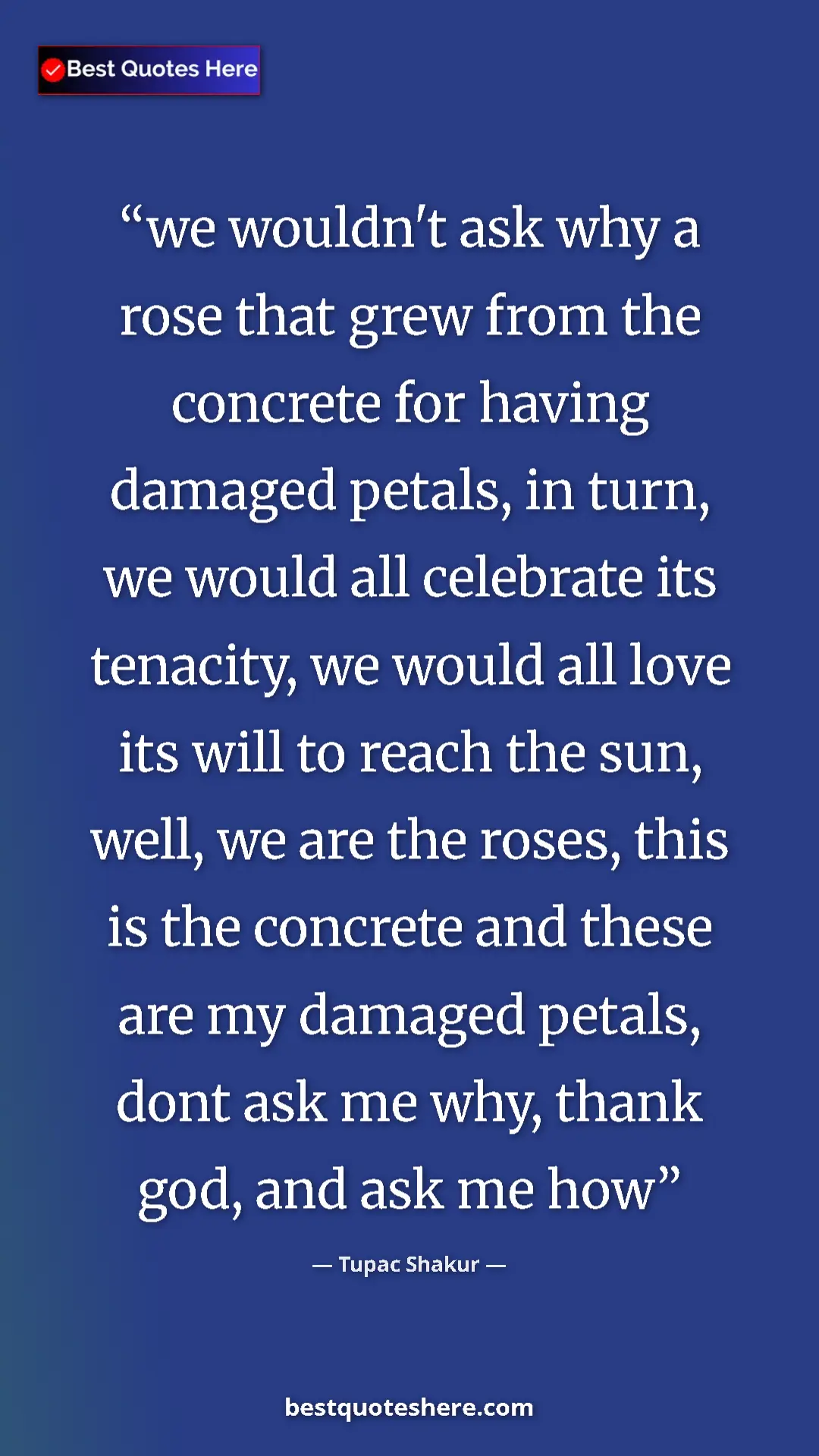 Tupac Shakur Quote Card: "we wouldn't ask why a rose that grew from the concrete for..." Pinterest quote poster by Tupac Shakur: "we wouldn't ask why a rose that grew from the concrete for..."