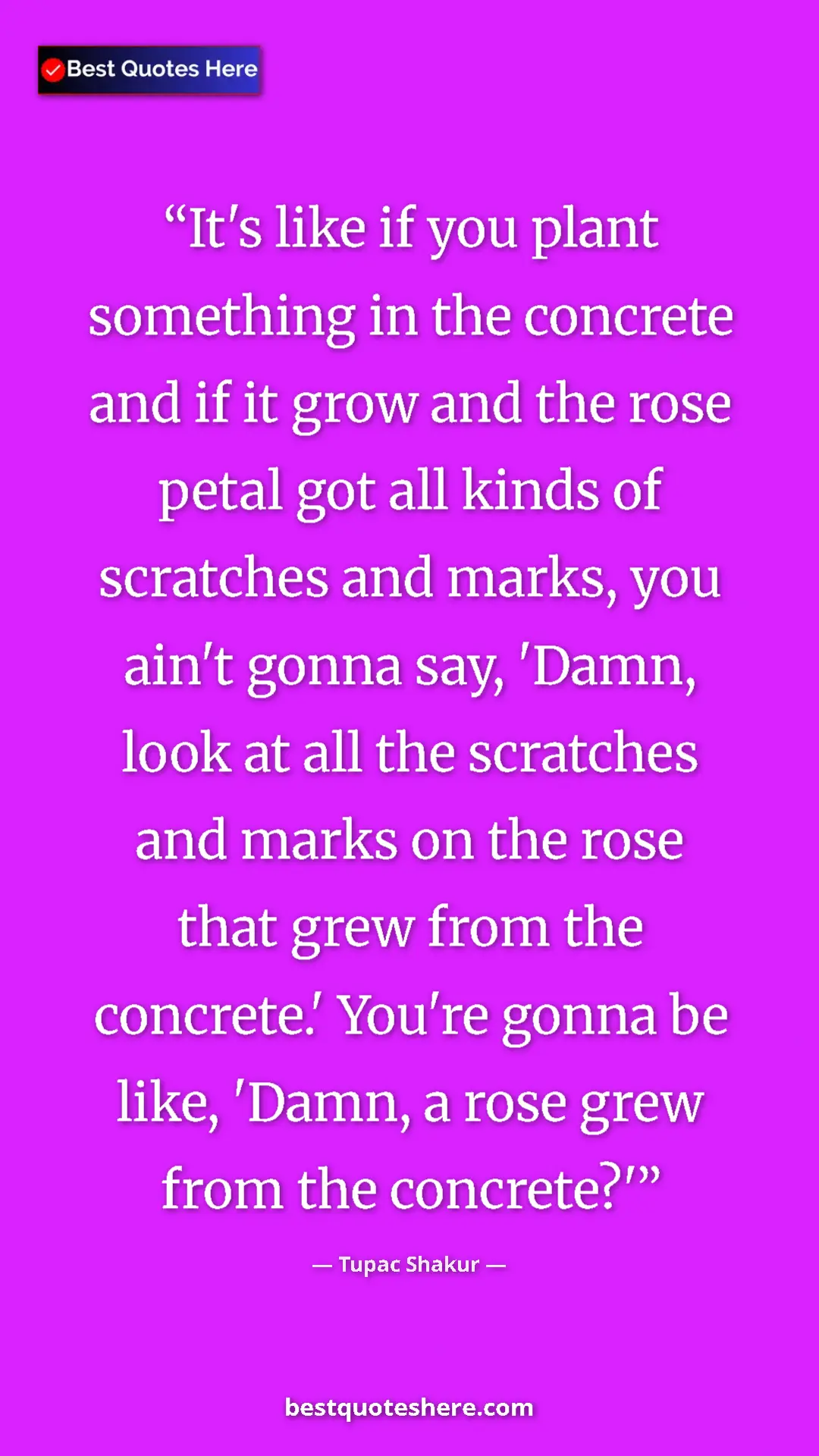 Tupac Shakur Quote Card: "It's like if you plant something in the concrete and if it..." Pinterest quote poster by Tupac Shakur: "It's like if you plant something in the concrete and if it..."