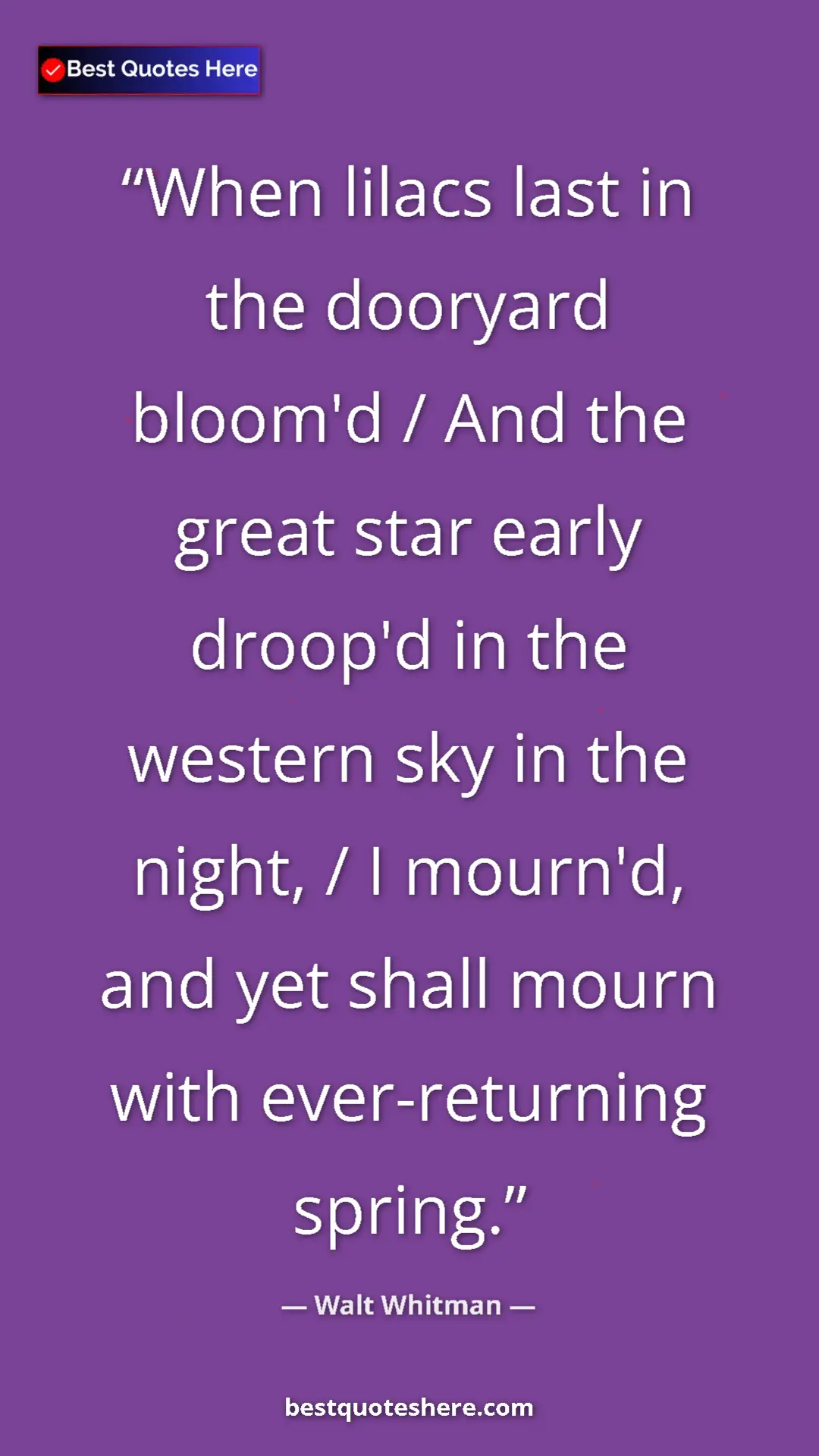 Walt Whitman Quote Card: "When lilacs last in the dooryard bloom'd / And the great..." Pinterest quote poster by Walt Whitman: "When lilacs last in the dooryard bloom'd / And the great..."