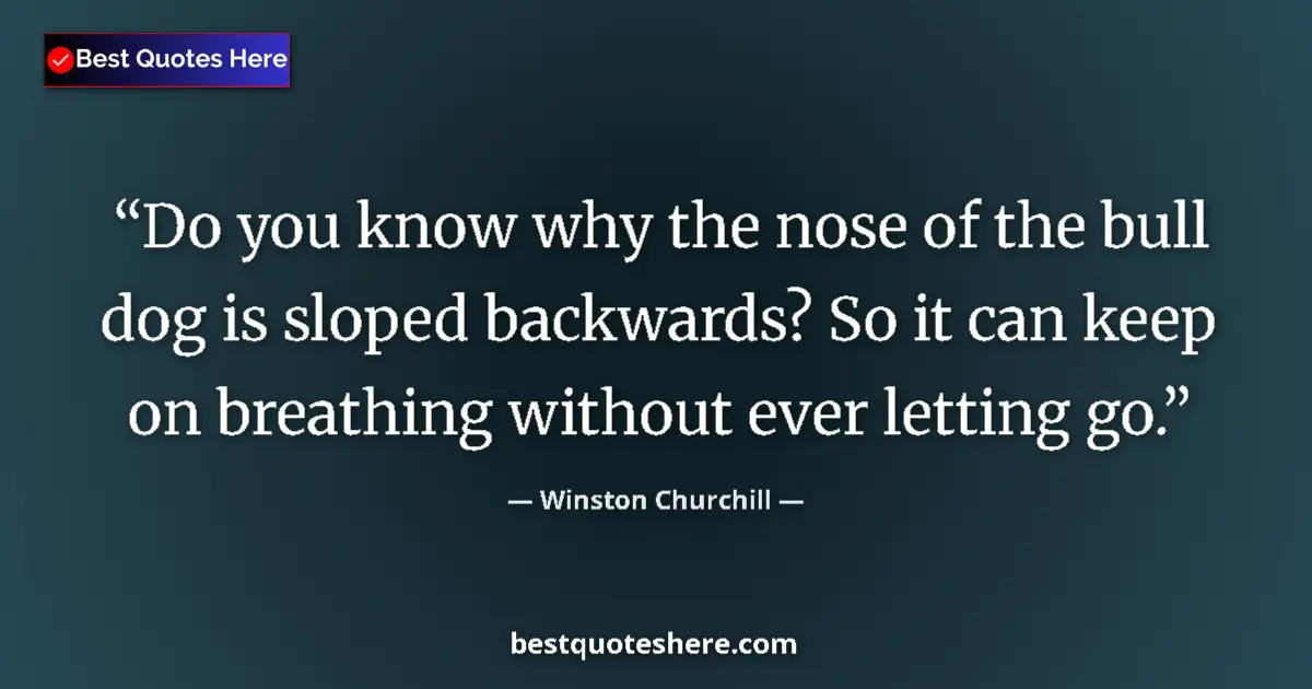 Quote by Winston Churchill: Do you know why the nose of the bull dog is sloped backwards? So it can keep on breathing without ev...