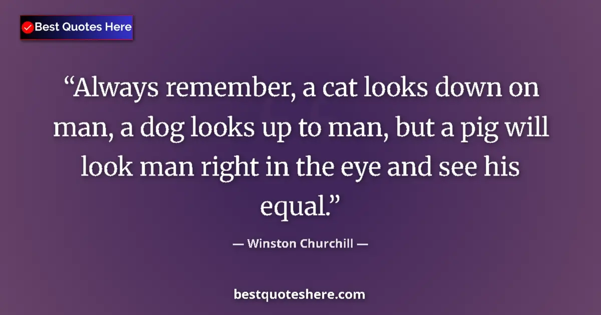 Quote by Winston Churchill: Always remember, a cat looks down on man, a dog looks up to man, but a pig will look man right in th...